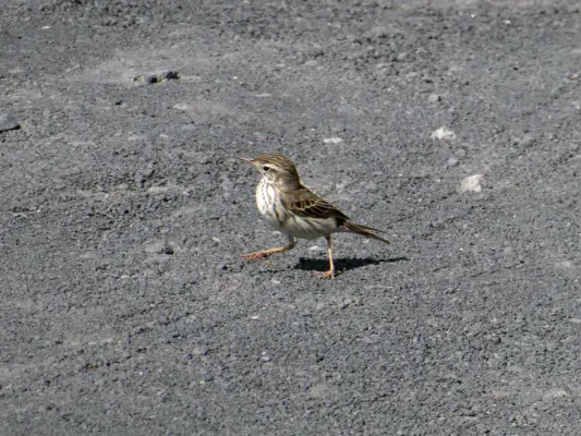 File:Anthus berthelotii, Fuencaliente 04.jpg