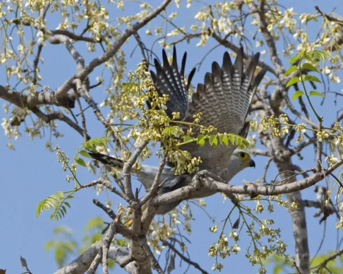 File:Falco dickinsoni.jpg