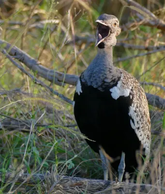 File:Day 36 Red-crested Bustard (Lophotis ruficrista) male calling ... (53286647122).jpg