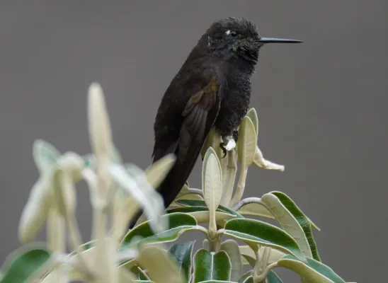File:Metallura phoebe in Quebrada Santa Cruz cropped.jpg
