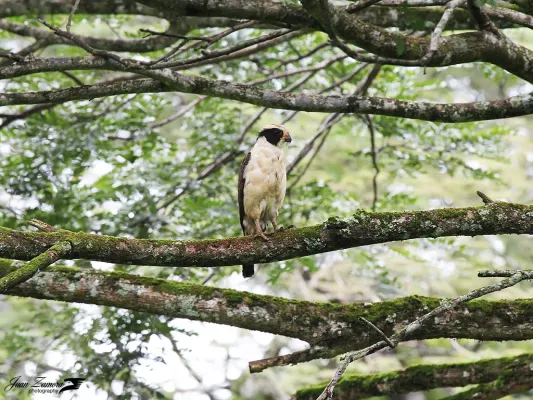 File:Herpetotheres cachinnans (Laughing Falcon).jpg