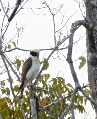 File:Laughing Falcon (Herpetotheres cachinnans) calling.jpg