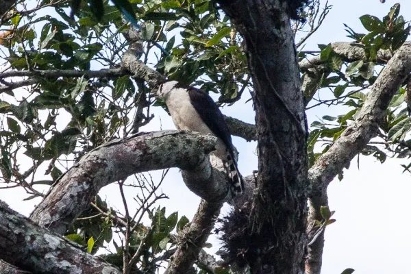 File:Collared Forest Falcon (Micrastur semitorquatus), San Blas, Nayarit.jpg