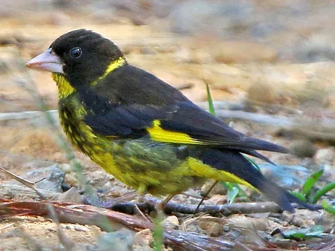 File:Chloris monguilloti, Gung Ré, Di Linh, Lâm Đồng, Vietnam 01 1.jpg