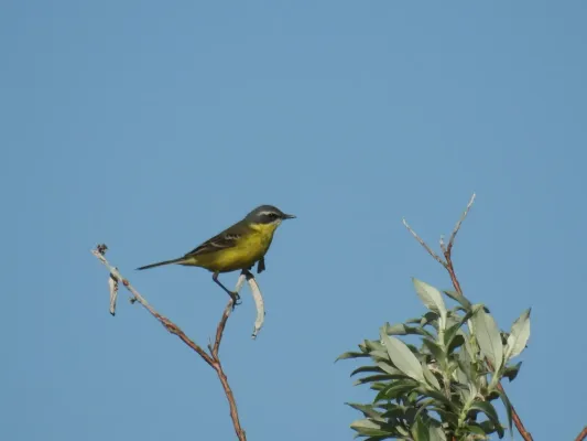 File:Eastern Yellow Wagtail (Motacilla tschutschensis tschutschensis), Nome, Alaska, USA 1.jpg