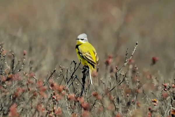 File:Eastern Yellow Wagtail (Motacilla tschutschensis tschutschensis), Kamchatka, Russia 02.jpg