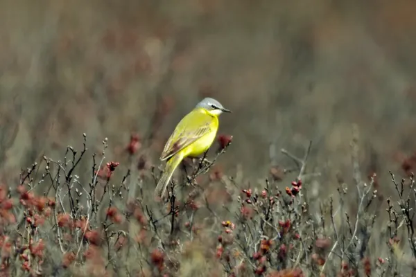 File:Eastern Yellow Wagtail (Motacilla tschutschensis tschutschensis), Kamchatka, Russia 03.jpg