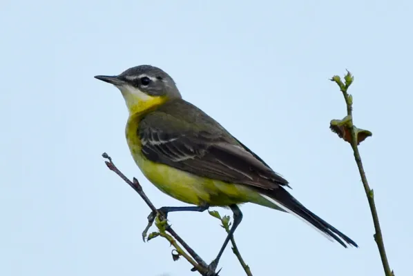 File:Eastern Yellow Wagtail (Motacilla tschutschensis tschutschensis), Kamchatka, Russia 12.jpg