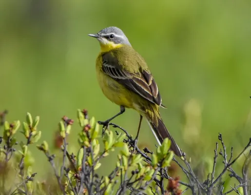 File:Eastern Yellow Wagtail (Motacilla tschutschensis tschutschensis), Kamchatka, Russia 14.jpg