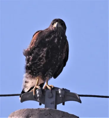 File:Parabuteo unicinctus unicinctus.jpg
