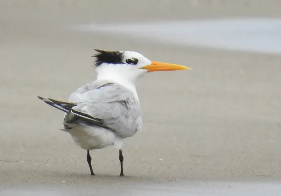 File:Lesser crested Tern (Thalasseus bengalensis) in Algeria.jpg