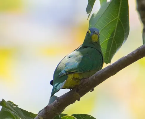 File:Ptilinopus monacha 107840878 (cropped).jpg