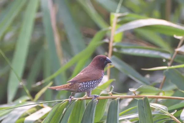 File:Scaly-breasted munia or spotted munia (Lonchura punctulata) at Dehradun, Uttarakhand 01.jpg