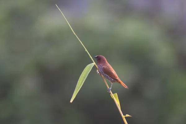 File:Scaly-breasted munia or spotted munia (Lonchura punctulata) at Dehradun, Uttarakhand 03.jpg