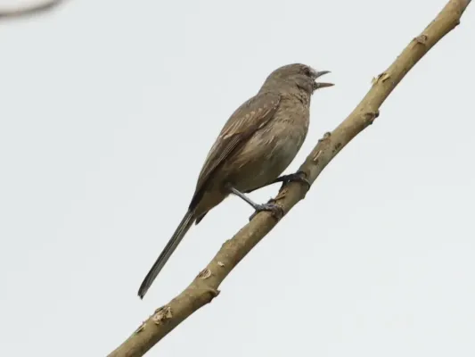 File:Fraseria plumbea plumbea, Buhaguzi, Uganda 1.jpg