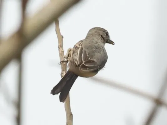 File:Fraseria plumbea plumbea, Buhaguzi, Uganda 2.jpg