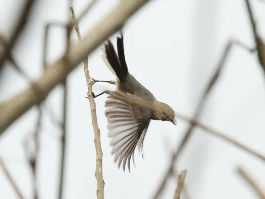 File:Fraseria plumbea plumbea, Buhaguzi, Uganda 4.jpg