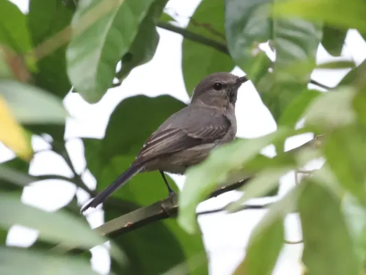 File:Fraseria plumbea plumbea, Buhaguzi, Uganda 5.jpg