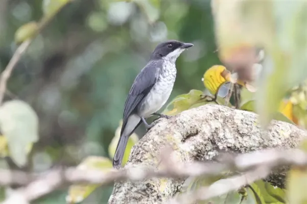 File:Fraseria ocreata ocreata, Buhaguzi, Uganda 1.jpg