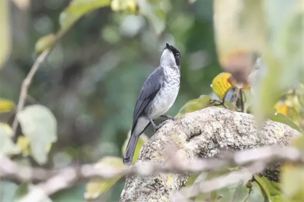 File:Fraseria ocreata ocreata, Buhaguzi, Uganda 2.jpg