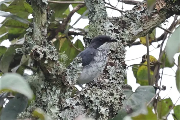 File:Fraseria ocreata ocreata, Buhaguzi, Uganda 3.jpg
