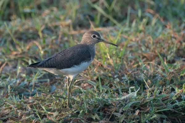 File:Green sandpiper (Tringa ochropus) in Patiala.jpg