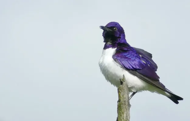 File:Day 43 Violet-Backed Starling (Cinnyricinclus leucogaster) male ... (53302313374).jpg