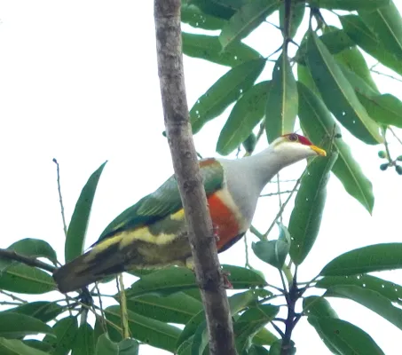File:Ptilinopus wallacii 331590007.jpg