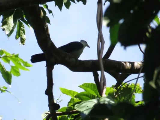 File:Reinwardtoena browni 50660691.jpg