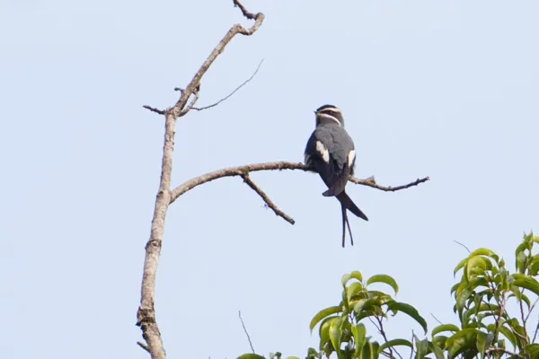 File:Hemiprocne mystacea 107893297.jpg