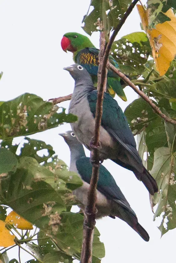 File:Ducula perspicillata 107893147.jpg