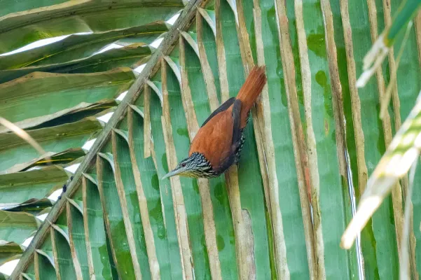 File:Berlepschia rikeri 313739218.jpg