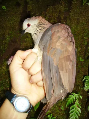 File:Zentrygon albifacies 82736143.jpg