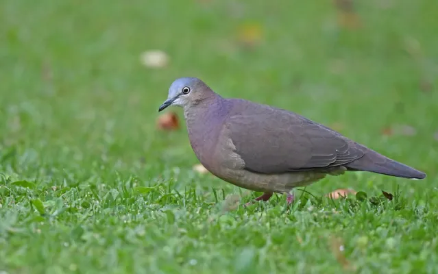 File:Leptotila conoveri 231207722.jpg