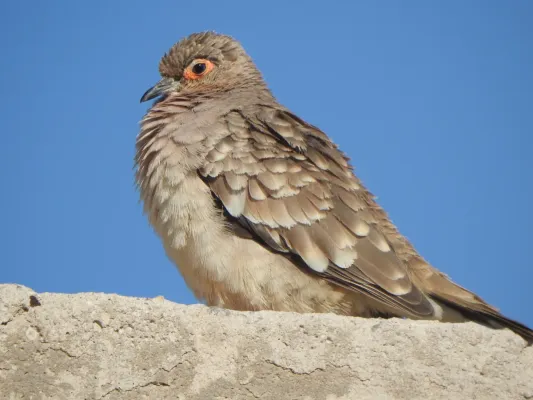 File:Metriopelia ceciliae 238416490.jpg
