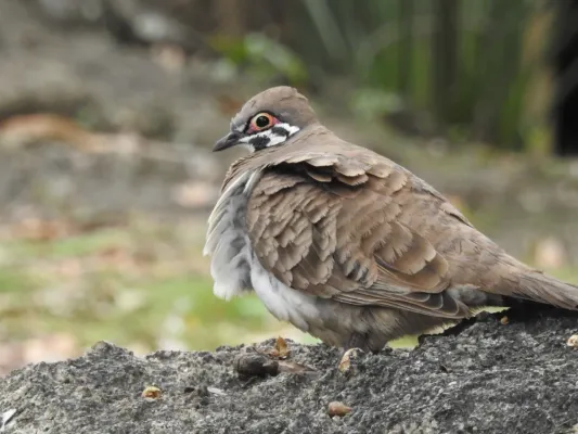 File:Geophaps scripta 214573934.jpg