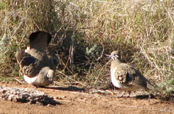 File:Geophaps scripta 40863160.jpg