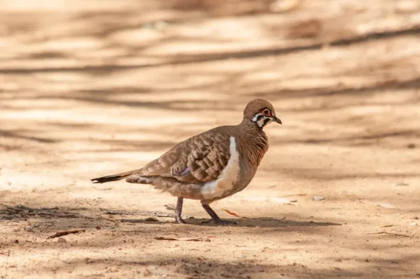 File:Geophaps scripta 313584738.jpg