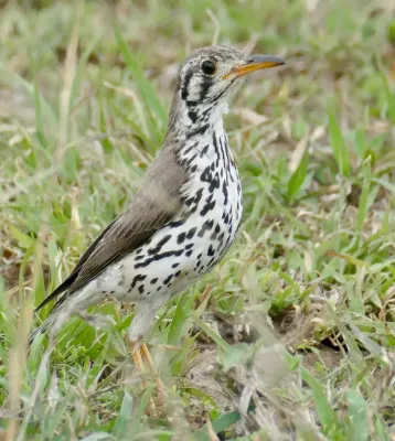 File:Day 46 Groundscraper Thrush (Turdus litsitsirupa) (53308915550).jpg
