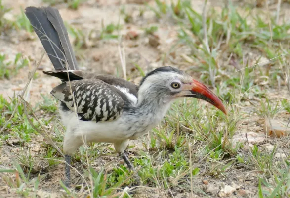 File:Day 46 Southern Red-billed Hornbill (Tockus rufirostris) (53308685733).jpg