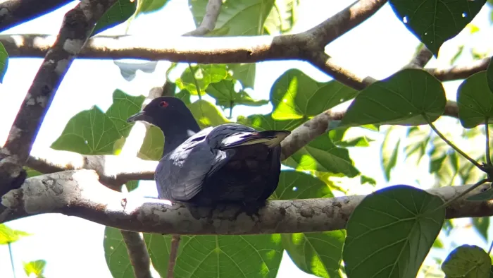 File:Ducula melanochroa 50658986.jpg