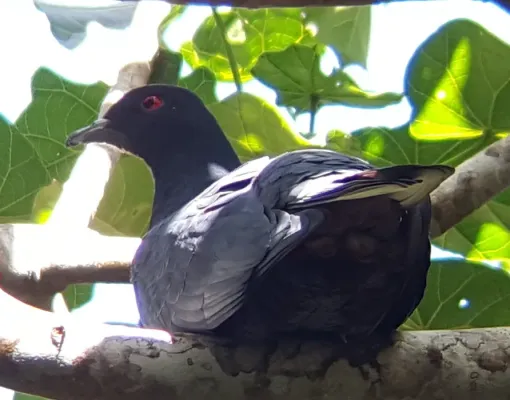 File:Ducula melanochroa 50658986 (cropped).jpg