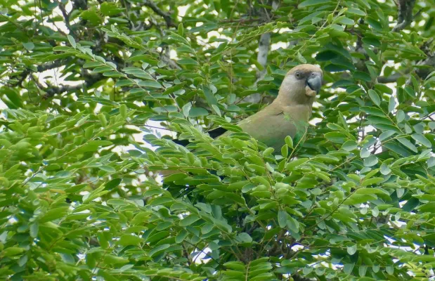 File:Day 49 Brown-headed Parrot (Poicephalus cryptoxanthus) (53316140148).jpg