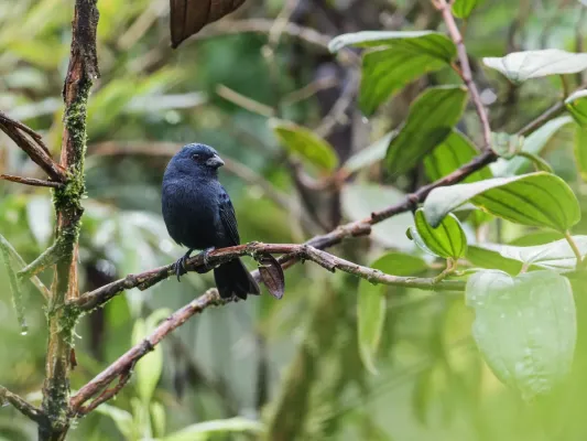File:Amaurospiza aequatorialis - Ecuadorian Seedeater.jpg