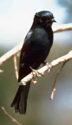 File:Dicrurus ludwigii.jpg