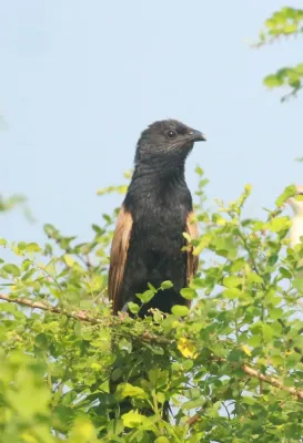 File:Lesser coucal (Centropus bengalensis).jpg