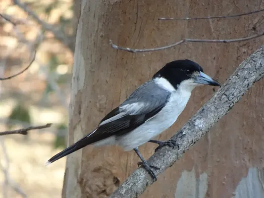 File:Cracticus torquatus 329910403.jpg