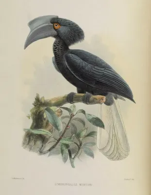 File:Anthracoceros montani 001 (cropped).jpg