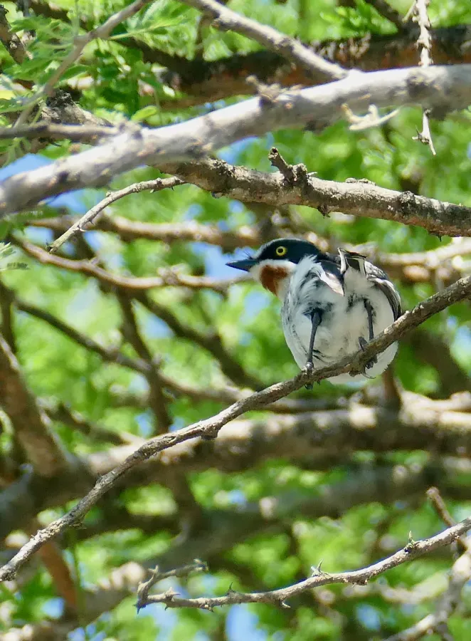 File:Day 51 Chinspot Batis (Batis molitor) female ... (53320725778).jpg