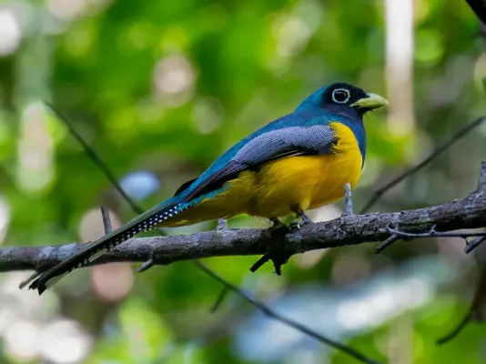 File:Trogon rufus Amazonian Black-throated Trogon (male); Itaituba Pará, Brazil.jpg